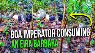 Boa Imperator Snake Consuming an Eira Barbara Bit by Bit