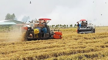 Cặp Máy Cắt Kubota Dc70 Chạy Chung Rồi Trở Lại Cầu Sắt Qua Mương, Combine Harvester, LADY758