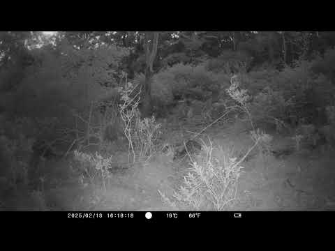 Wallaby and a deer both eating carrots [TRAIL CAM FOOTAGE]