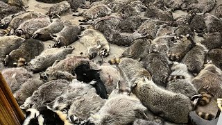 First Check: 173 RACCOON in ONE DAY