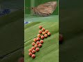 Eggs of the banana skipper Erionota torus