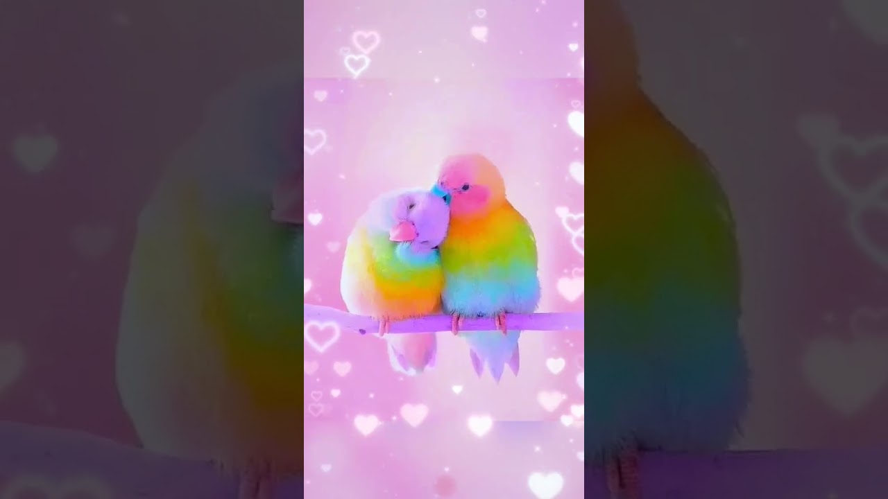 Love birds | Cute ❤️ 