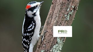 Downy Woodpecker Sound, Bird Call for Pro Hunters