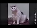 Huh Cat Meme