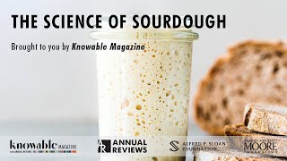The Science of Sourdough
