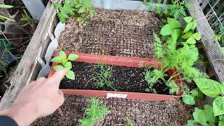 Garden walkaround end of spring 25
