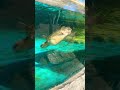 Look at this armless turtle 😢 #youtubeshorts #cute #animals
