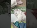 Bingsu the British Shorthair’s Morning Routine #cat #britishshorthair #catdad #catshorts #catlover