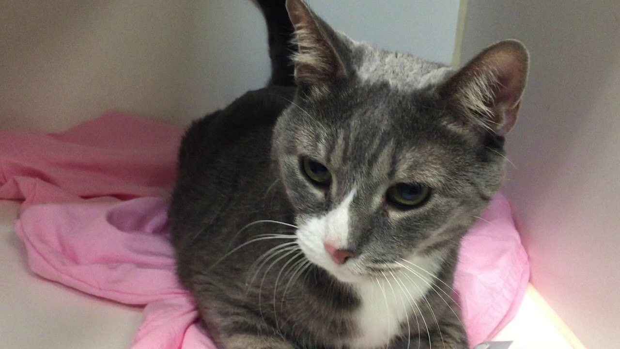 adopt cats long island Hunter 61836 NYCACC