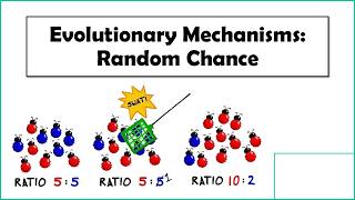 Evolutionary Mechanisms: Random Chance