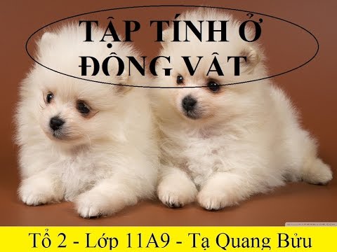 Video [Sinh học 11] Bài 32:Tập tính của động vật ( Tiếp... - YouTube