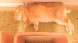 逃走！？気配を消して巧妙な手口で土管に隠れながら昼寝をする兎【No.655】