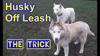 Husky Dog Off Leash Training.  The Trick! Helpful for any dog