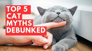 Top 5 Cat Myths Debunked