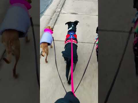 A cold, colorful cavalcade in #Austin, Texas. Milo (middle) can keep you warm 🔥 #dogvideos #atx