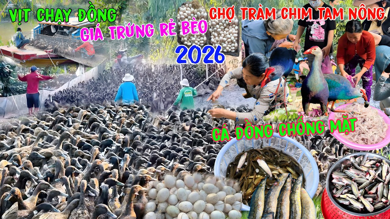 Xôn xao”Mùa Vịt Chạy đồng”Miền Tây”Trứng Vịt Rẻ Bèo”Chợ Tràm Chim”Tam Nông”2026 Cá Đồng chống mặt.
