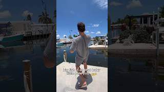 Fish Identifies As Plane