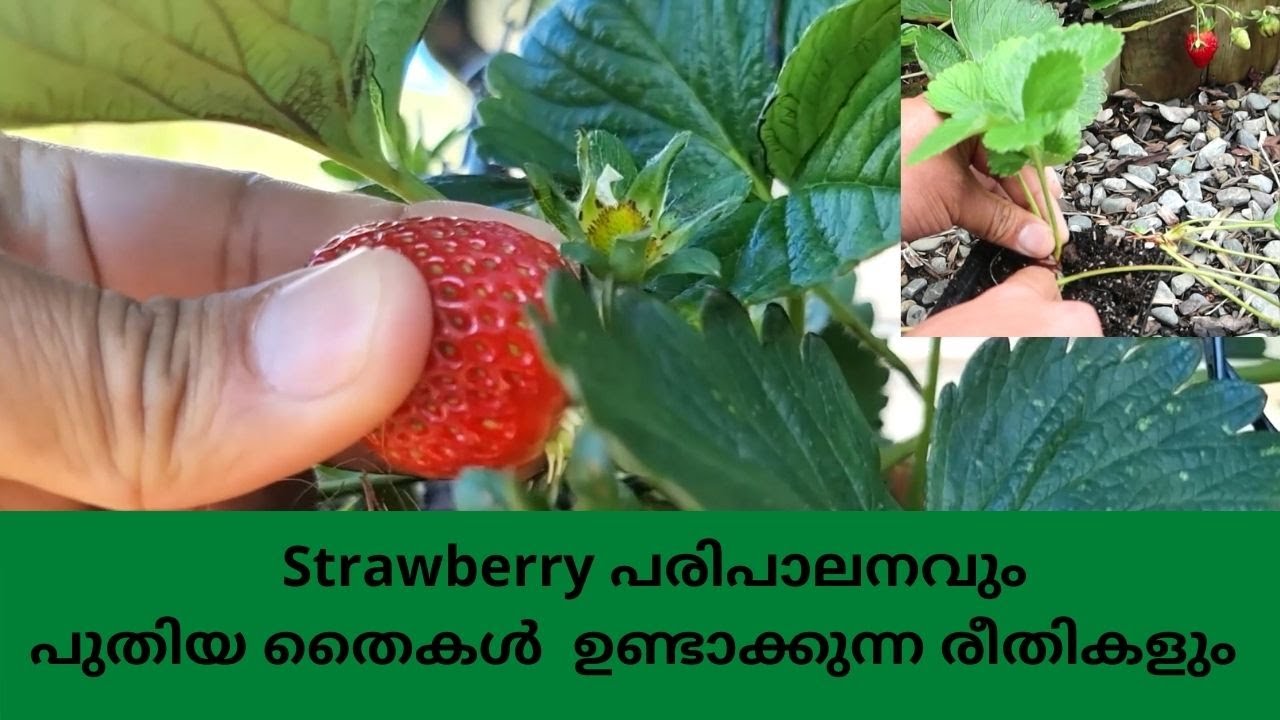 Strawberry പരിപാലനവും പുതിയ തൈകൾ ഉണ്ടാക്കുന്ന രീതികളും/ Strawberry care & propagation Malayalam