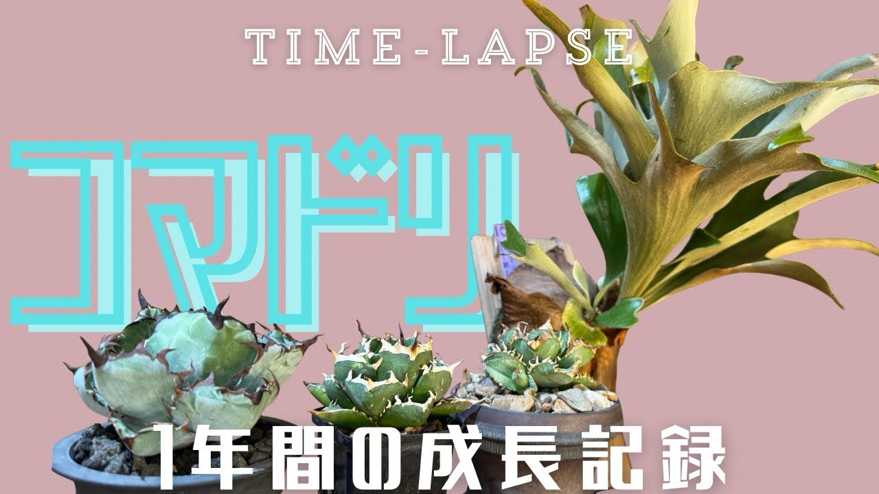  【復活／変身／鈍化】アガベとビカクシダの時間