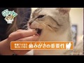 猫用グリニーズ【ペピイチャンネル】