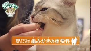 猫用グリニーズ【ペピイチャンネル】