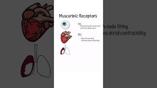 Full Autonomic Pharmacology-Muscarinic receptor Sites Guide