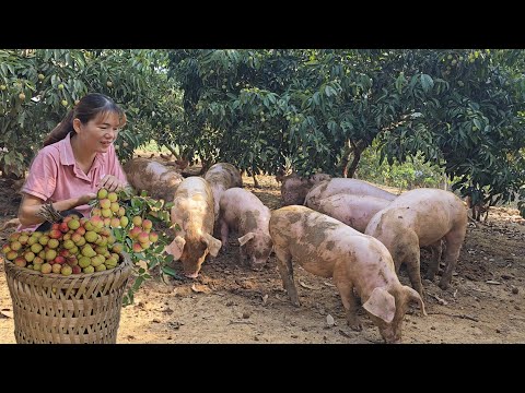 Video: Liçini Yaymaq üçün Məsləhətlər - Yeni Lychee Ağaclarına Başlamağı öyrənin