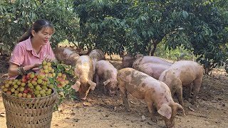 Breeding free-range pigs. Harvest sweet litchi for sale. ( Episode 167 ).