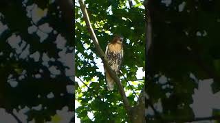 Red Tailed Hawk Screech