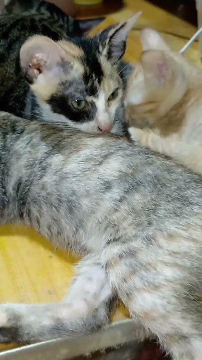 calis eyes🐱🐱