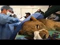 Lion Has A Mass Removed