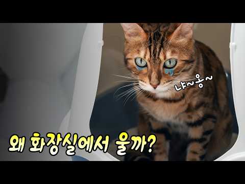"집사야 나 너무 아파!" 고양이가 화장실에서 울 때 절대 무시하면 안 되는 이유