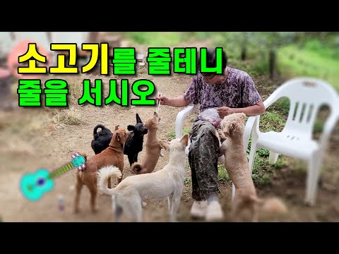 소고기 한근을 강아지들의 간식으로 통큰 간식 타임 줄을 서시오