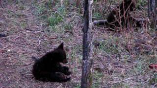 black bear cubs playing with each other and mamma   cubbybear(s)