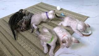 *Sarasota Bengals* Bengal kittens 5 weeks old