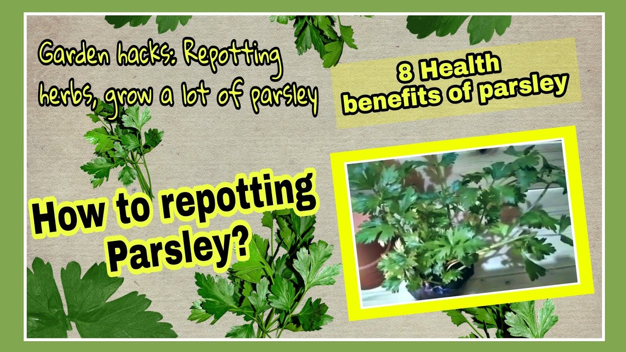 How to repotting parsley? Repotting herbs, grow a lot of parsley