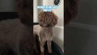 Hershey is old #dog #cutefunny #poodle #funny