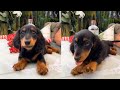 This Is Why You Need a Dachshund They Are The Funniest And Cutest Dogs - Wiener Dogs Are The Best