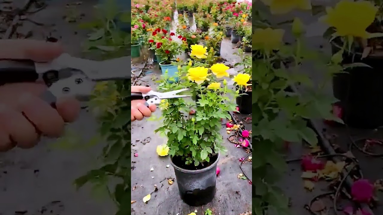 The pruning process of flowers = good tools can increase efficiency