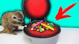 ЧТО ЕСЛИ ПРИГОТОВИТЬ SKITTLES и ВОСКОВЫЕ КАРАНДАШИ в ВАФЕЛЬНИЦЕ - ЭТО ОЧЕНЬ СТРАННО, НО в....?! - ЧТО ЕСЛИ ПРИГОТОВИТЬ SKITTLES и ВОСКОВЫЕ КАРАНДАШИ в ВАФЕЛЬНИЦЕ - ЭТО ОЧЕНЬ СТРАННО, НО в....?! -