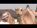 قناة الواحة تقدم مهرجان حمرا ء الدروع الموسم الثالث اليوم السادس 6 