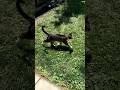 Chucky in a full trot after chasing the Kraken in #cat #shorts