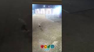 watch 4 Georgia inmates make brazen Jailbreak caught on surveillance cameras 📷 😳***