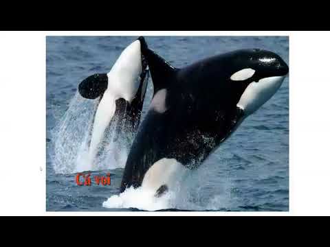 TNXH - Tôm, cua, cá - Lớp 3 - Tuần 26