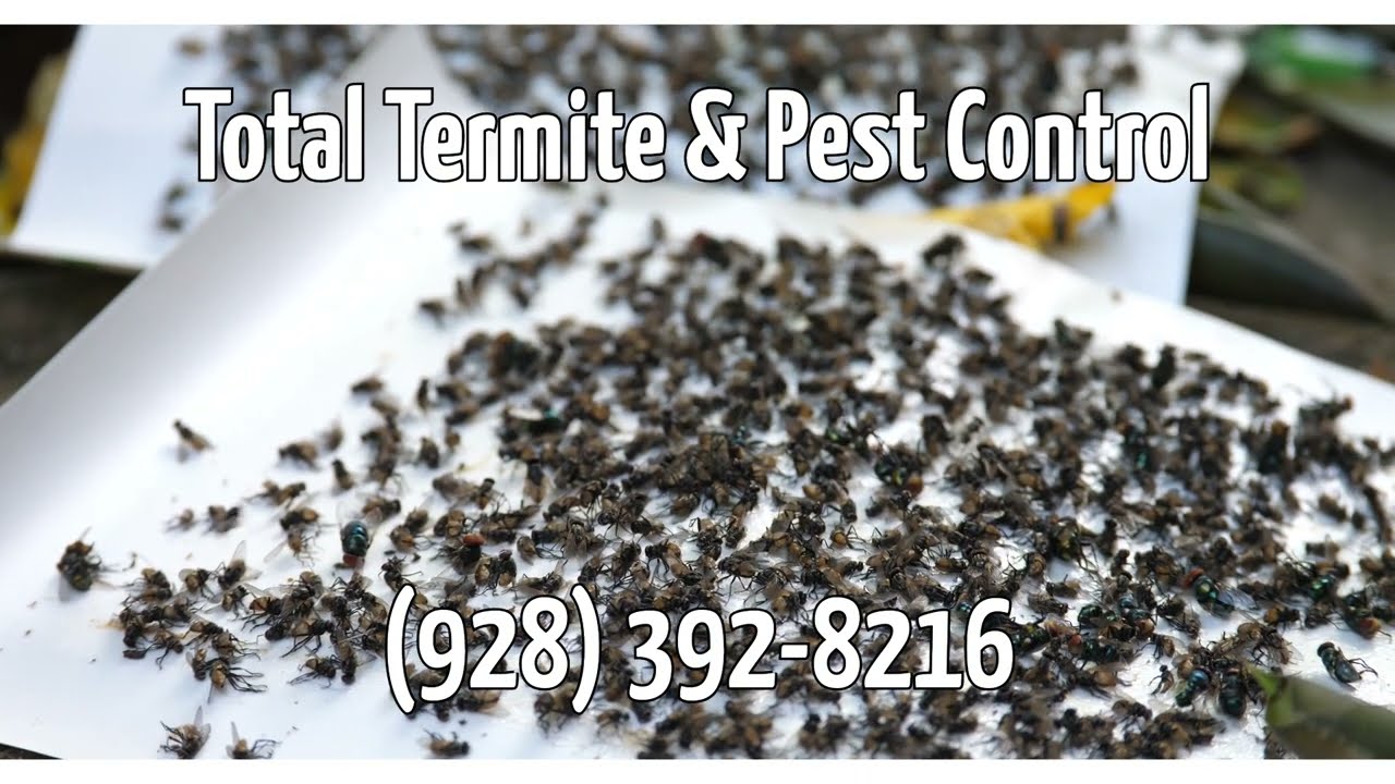 Pest Control Services Hughes Acres, Tempe, AZ | Total Termite & Pest Control