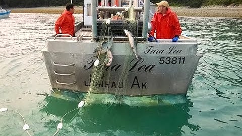 Southeast Alaska Commercial Salmon Fishing (deckhand edit)