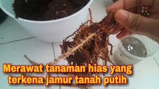 Merawat tanaman hias yang terkena jamur putih pada tanah | chalathea buk ia mati