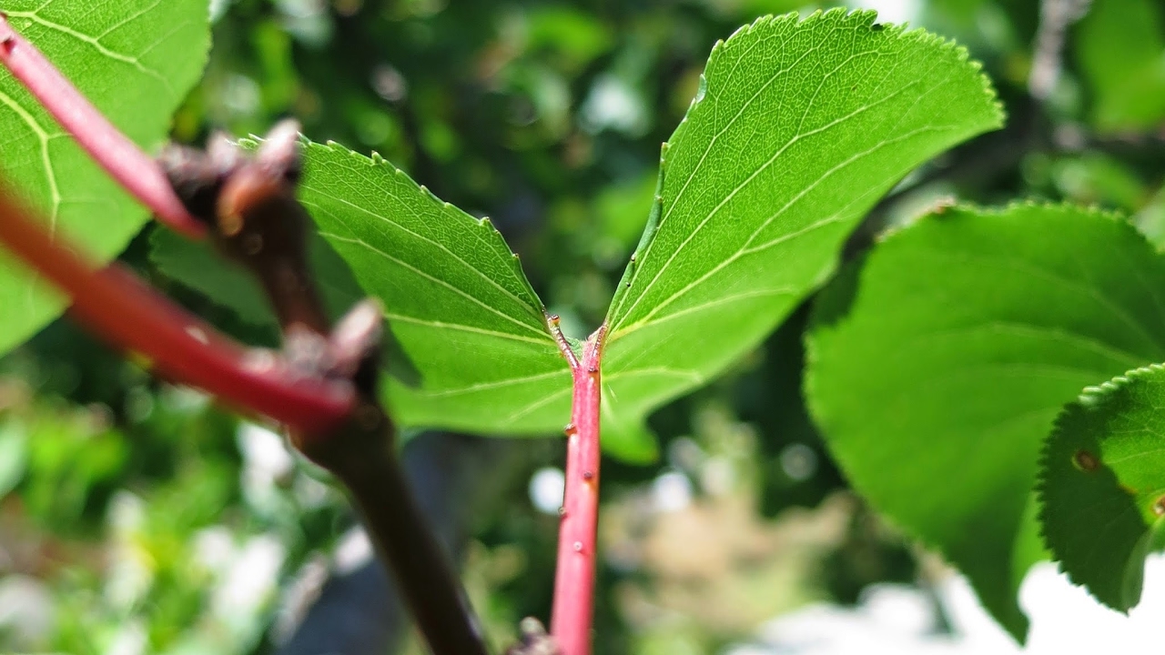 san antonio bee removal