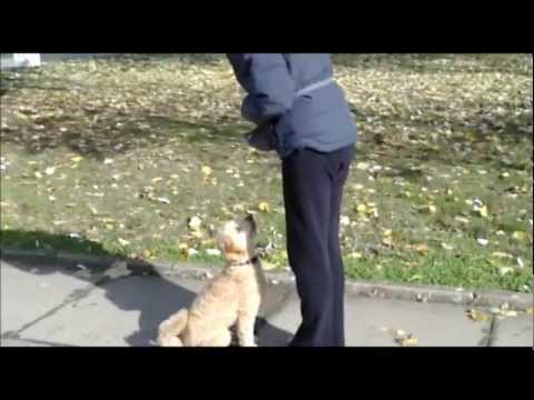 Video: Karakteristike Držanja Starijih Pasa