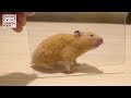 とらこは透明がイヤ。【ハムスター／キンクマ】/Hamster TORACO doesn't like transparency.